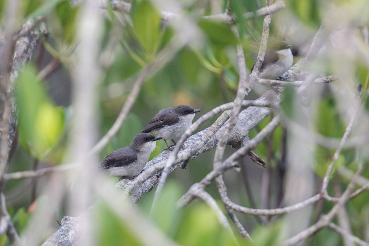 Mangrove Robin - ML642664203