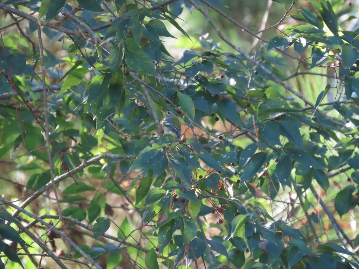 Northern Parula - ML642664211