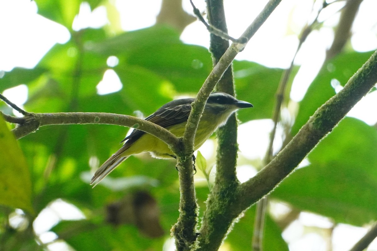 Golden-bellied Flycatcher - ML642664214