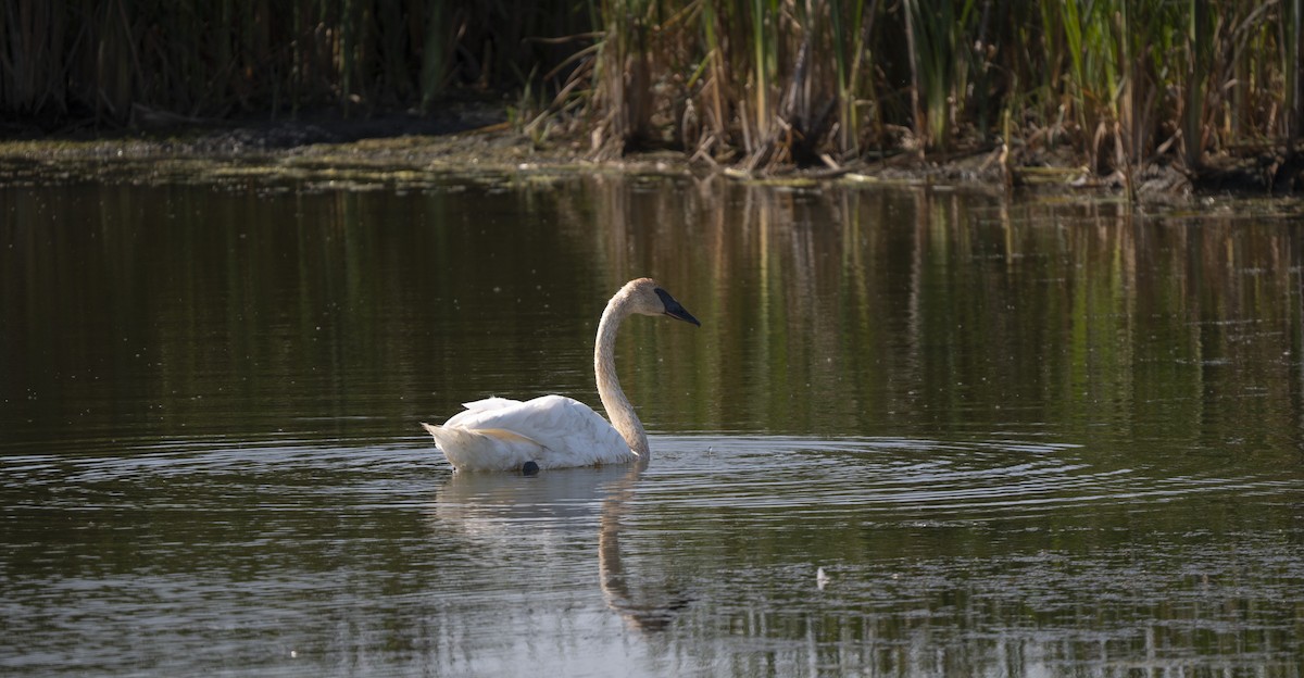 Trumpeter Swan - ML642664216