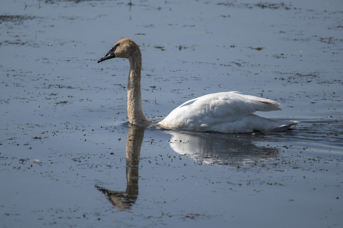 Trumpeter Swan - ML642664218