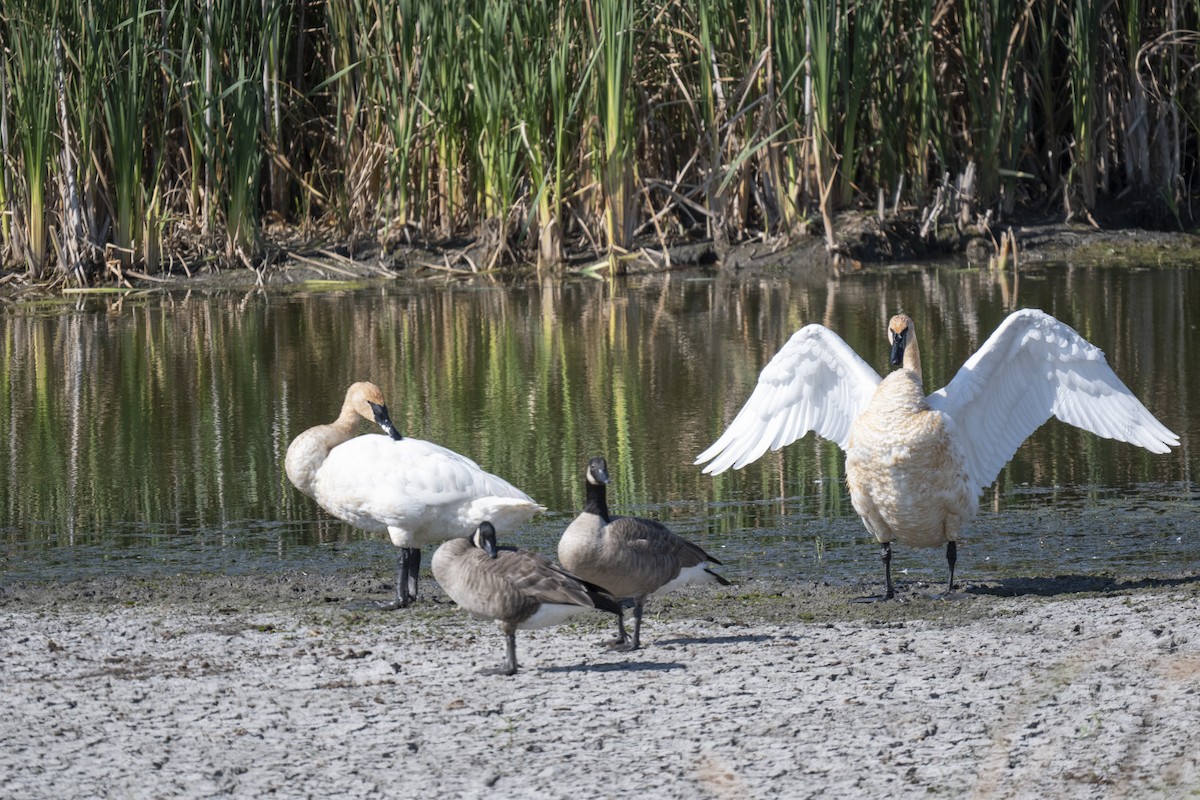 Trumpeter Swan - ML642664219