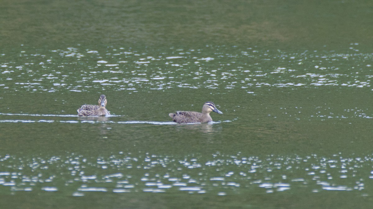 Кряква x Серая кряква (гибрид) - ML642664223