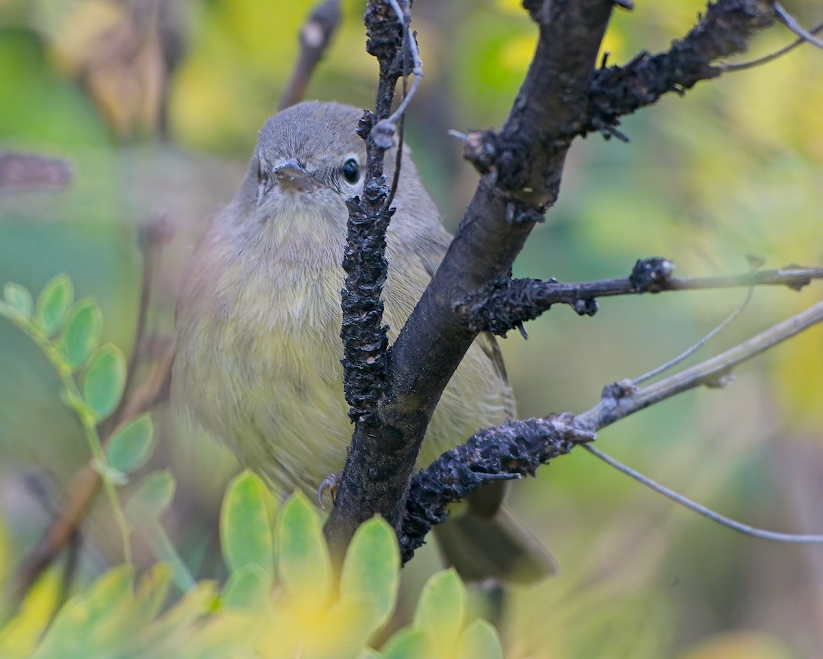 Orange-crowned Warbler - ML642664227