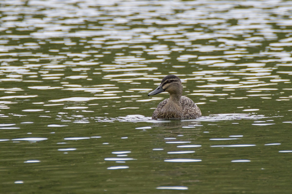 Кряква x Серая кряква (гибрид) - ML642664230