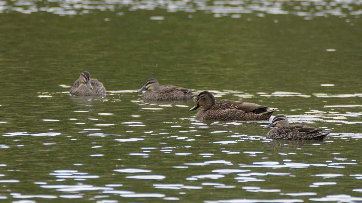 Кряква x Серая кряква (гибрид) - ML642664232