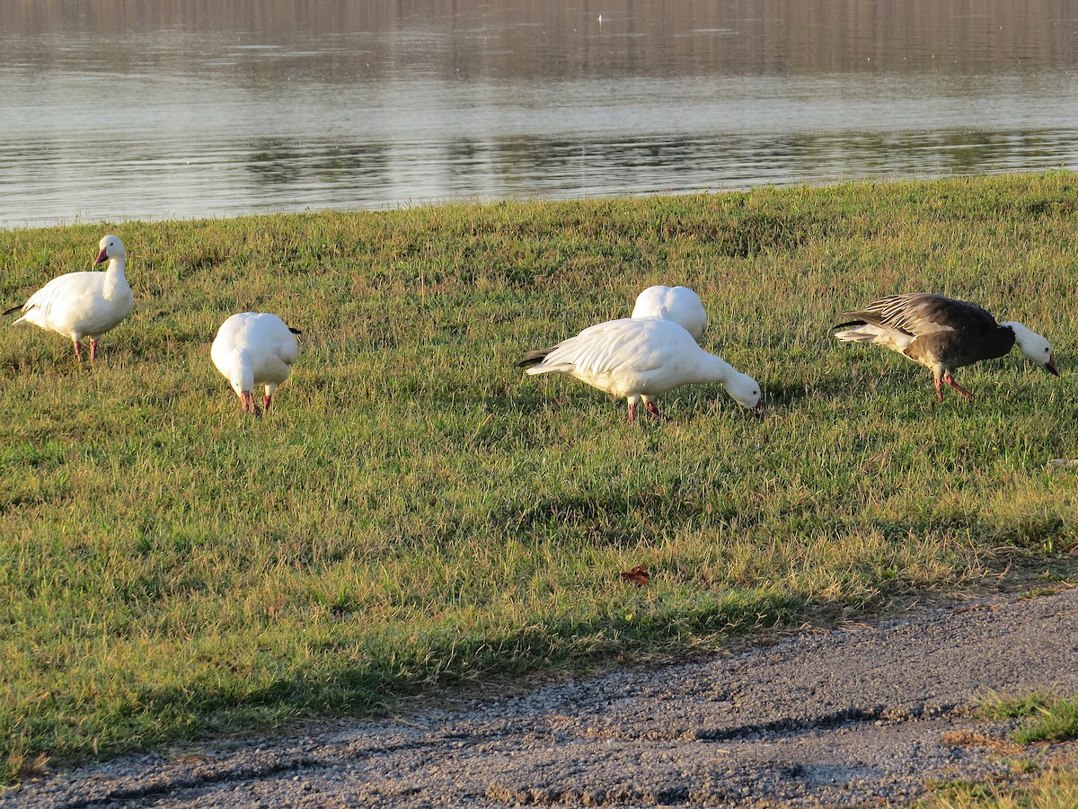 Snow Goose - ML642664234