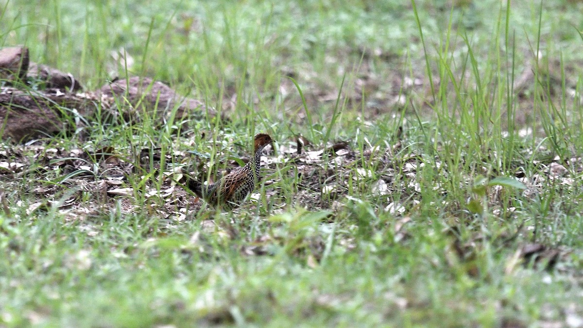 Painted Francolin - ML642664236