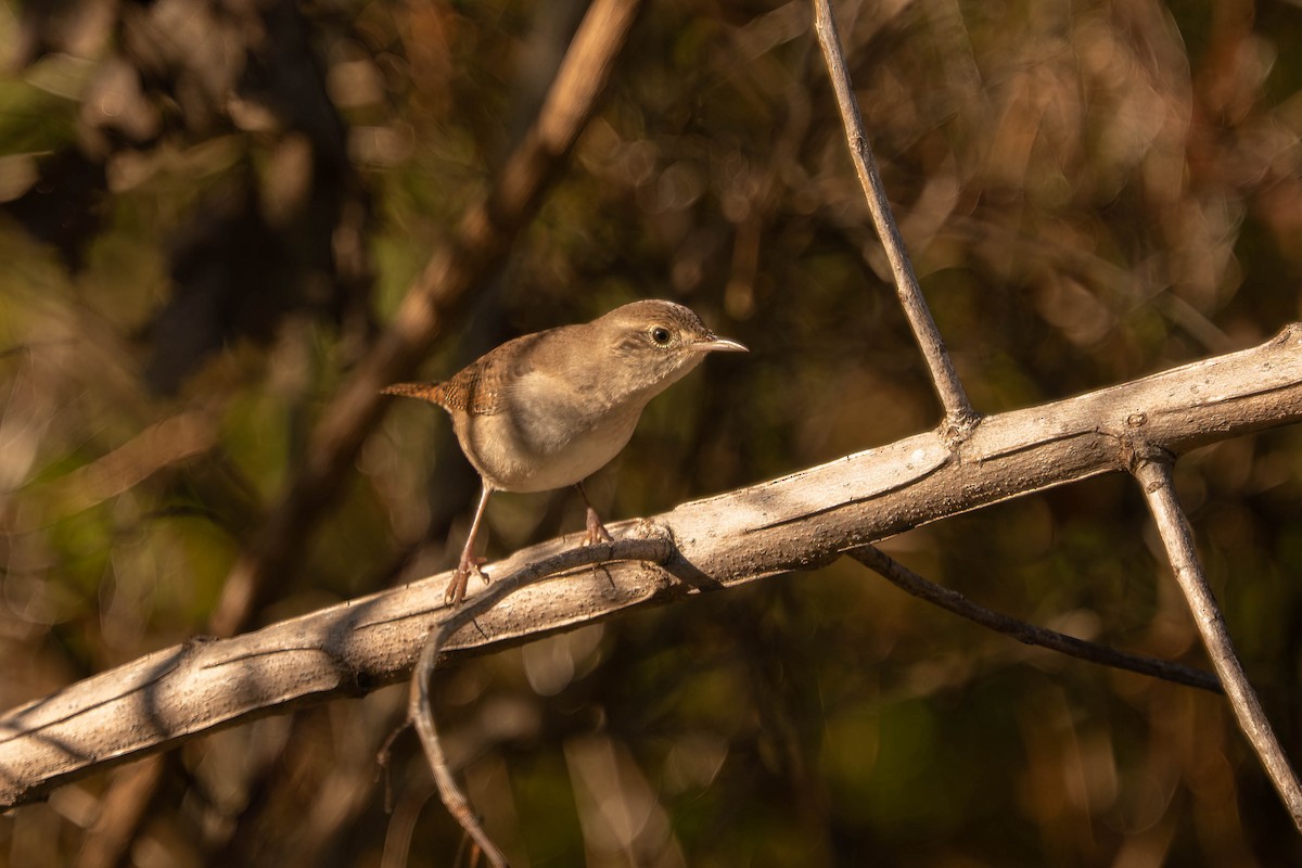 Northern House Wren - ML642664241