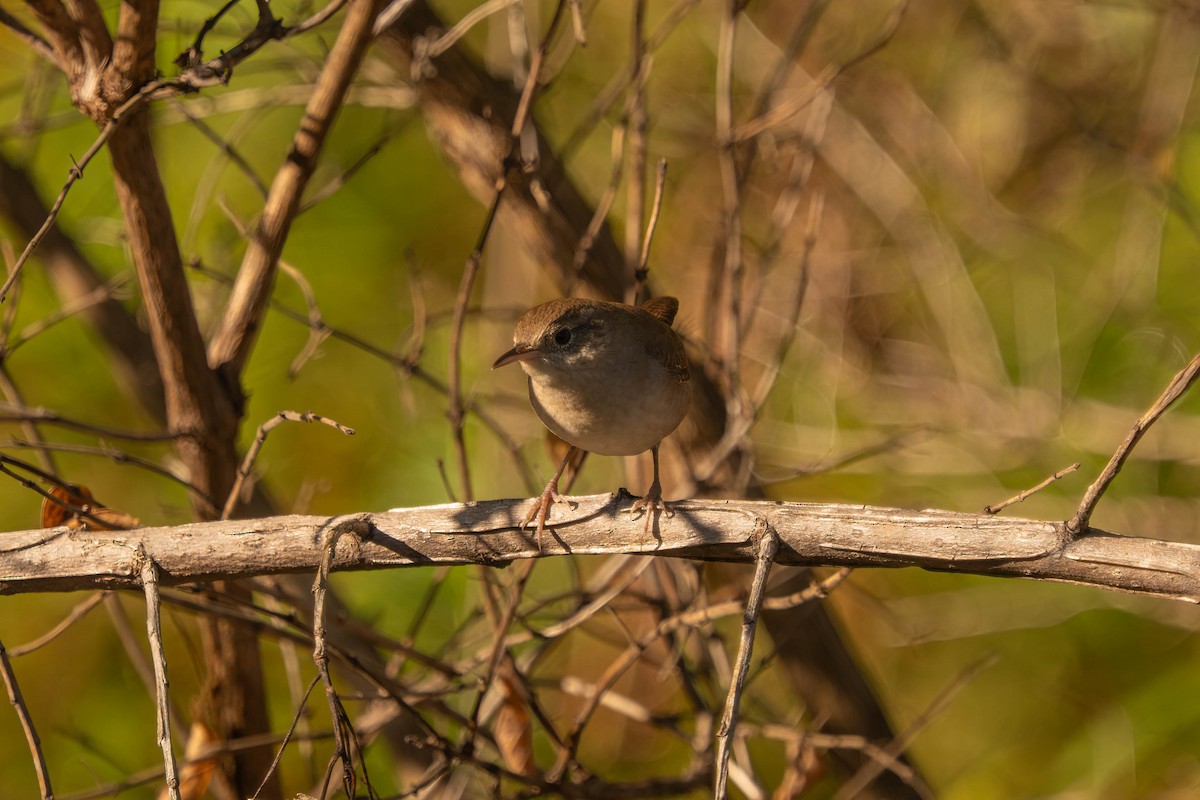 Northern House Wren - ML642664243