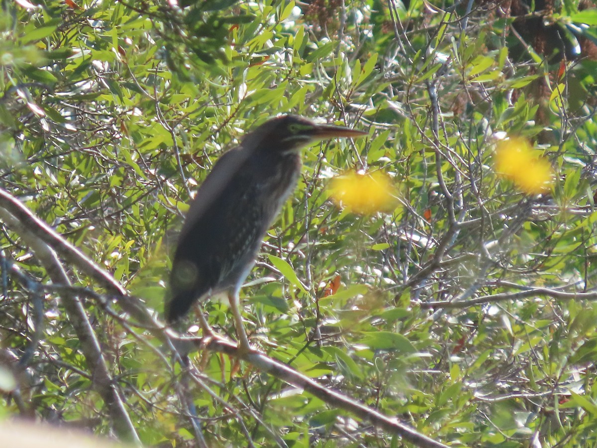 Green Heron - ML642664248