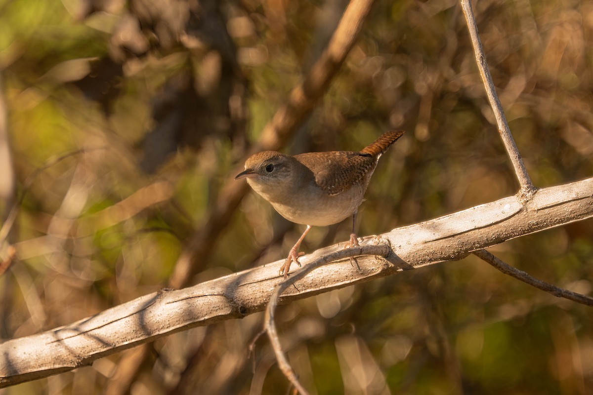 Northern House Wren - ML642664250