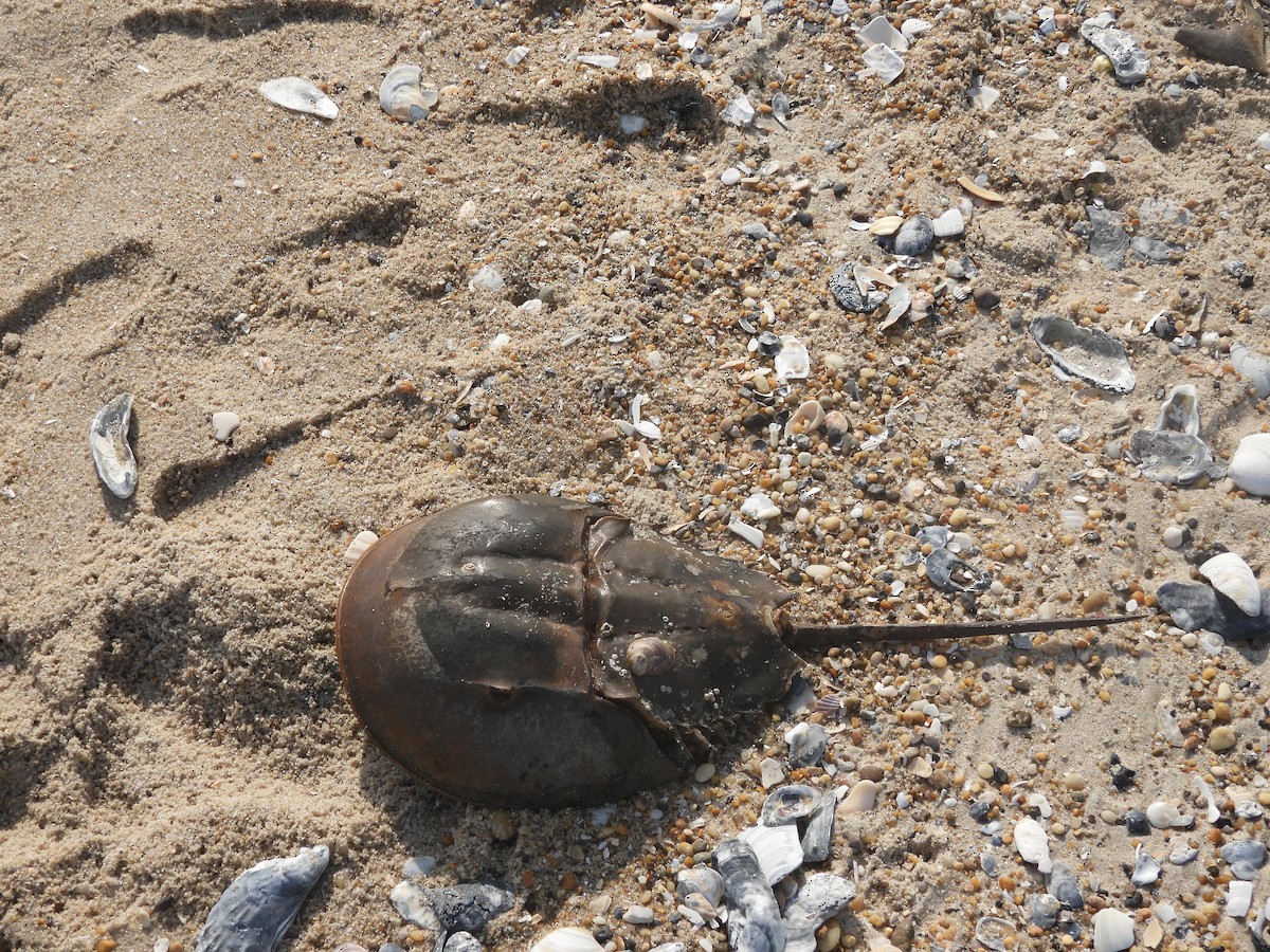 Horseshoe Crab - ML642664259
