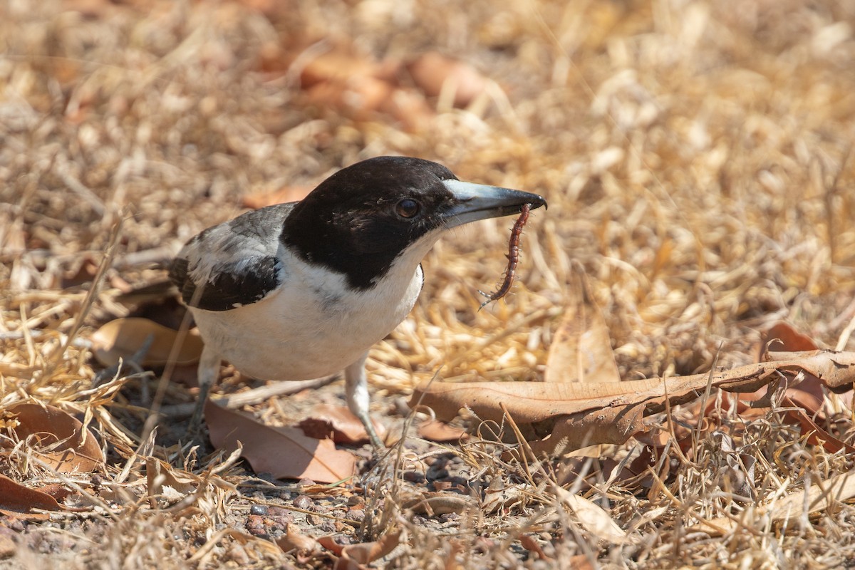 Silver-backed Butcherbird - ML642664260