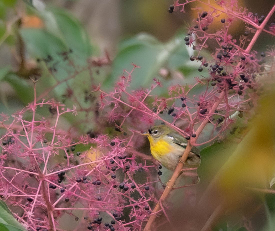 Northern Parula - ML642664262