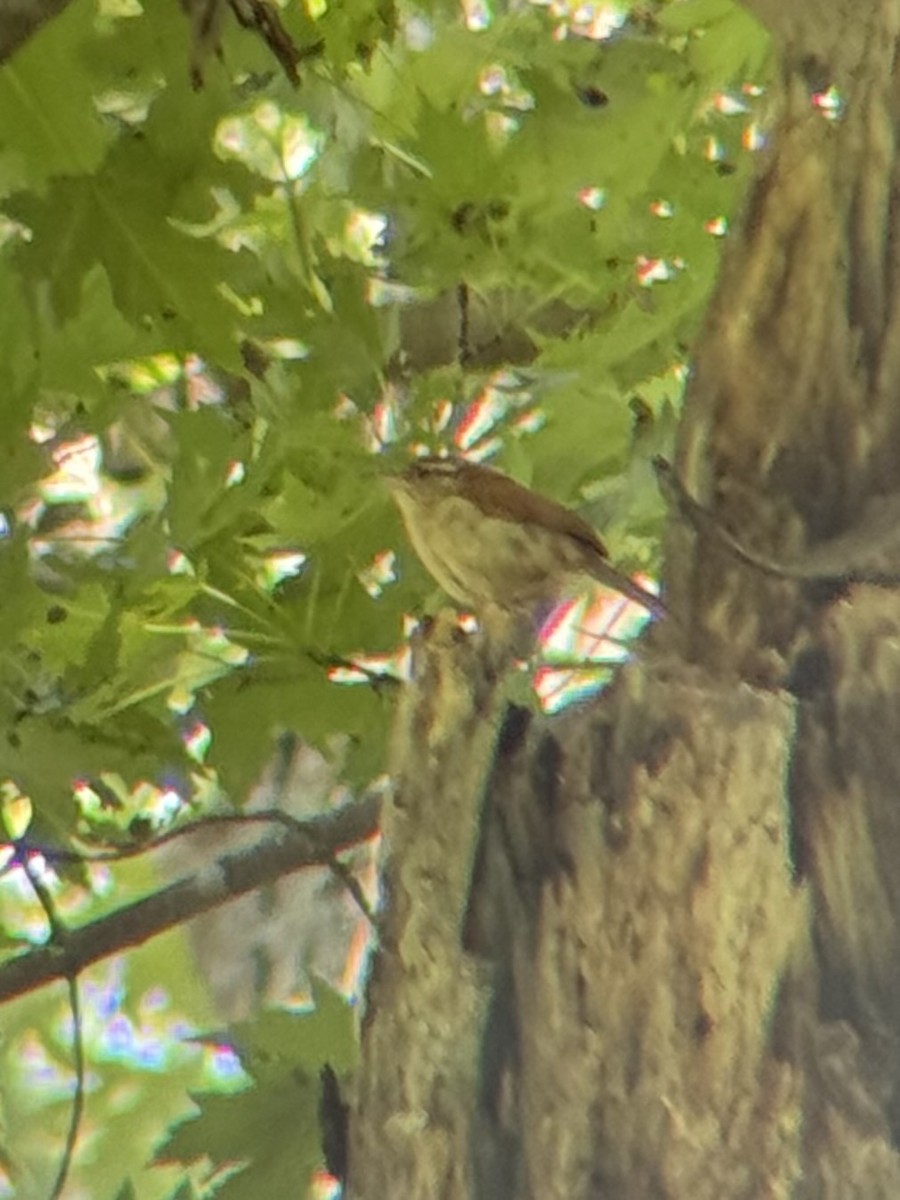Carolina Wren - ML642664267