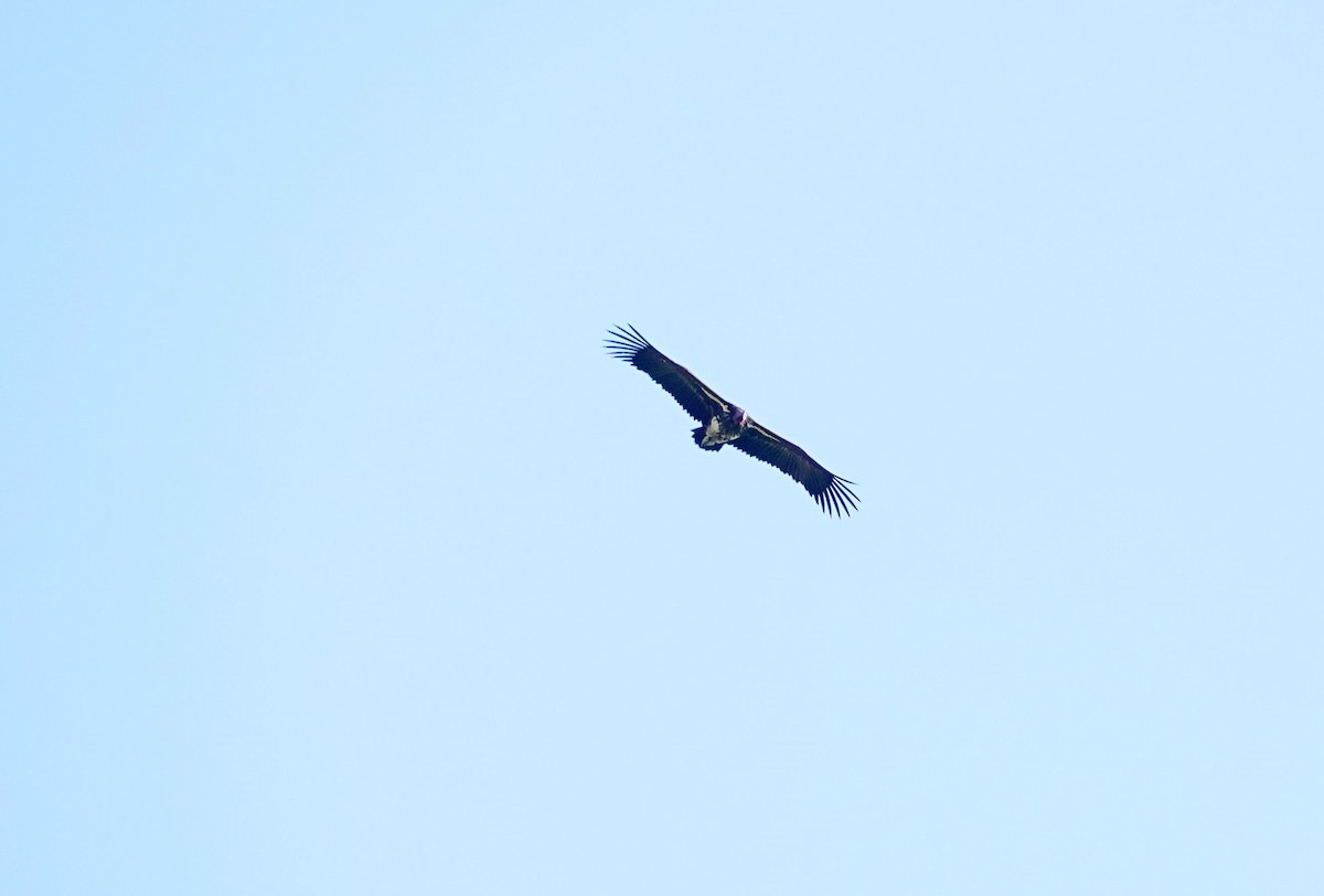 Lappet-faced Vulture - ML642664268
