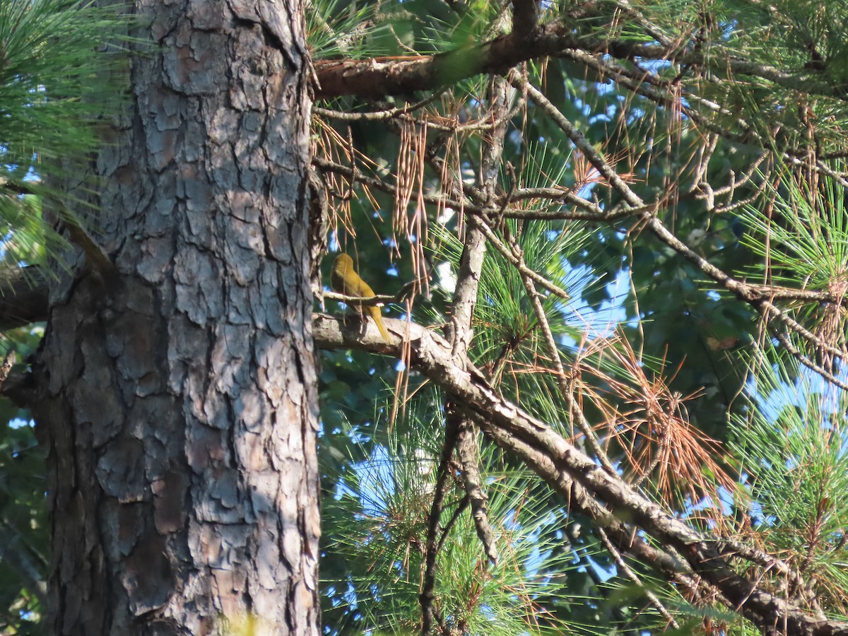 Summer Tanager - ML642664269