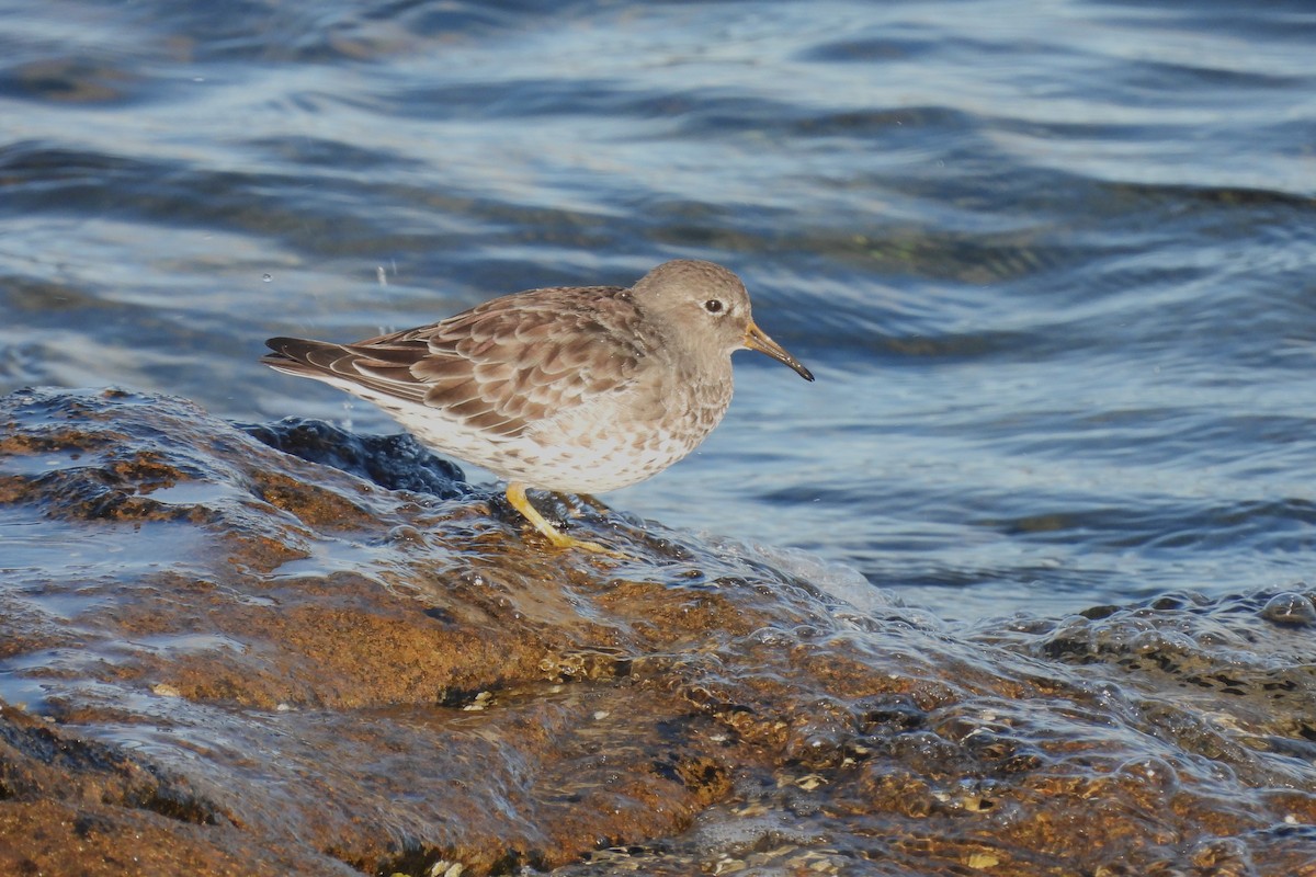 Purple Sandpiper - ML642664271