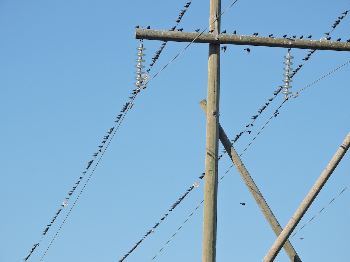 Brewer's Blackbird - ML642664273