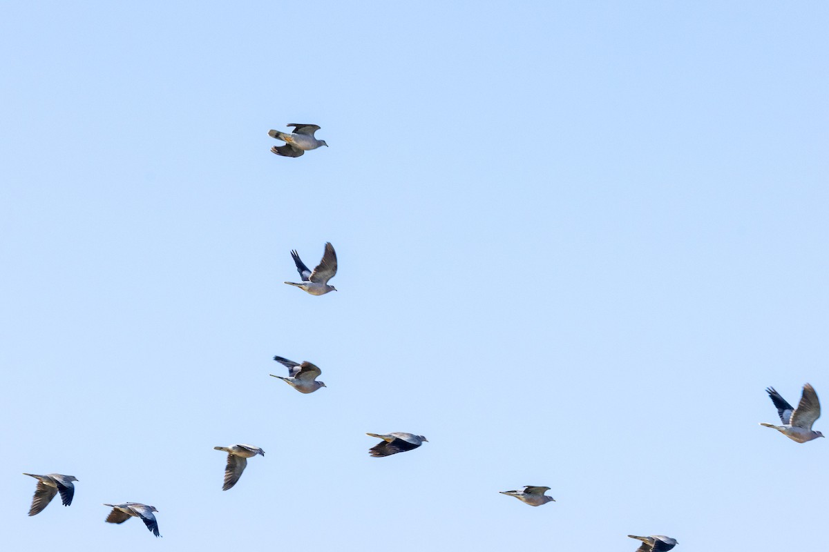 Band-tailed Pigeon - ML642664276