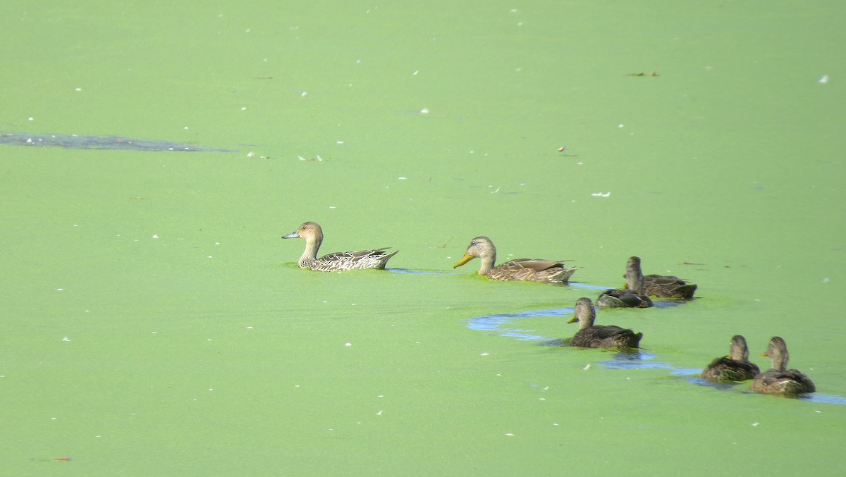 Northern Pintail - ML642664278
