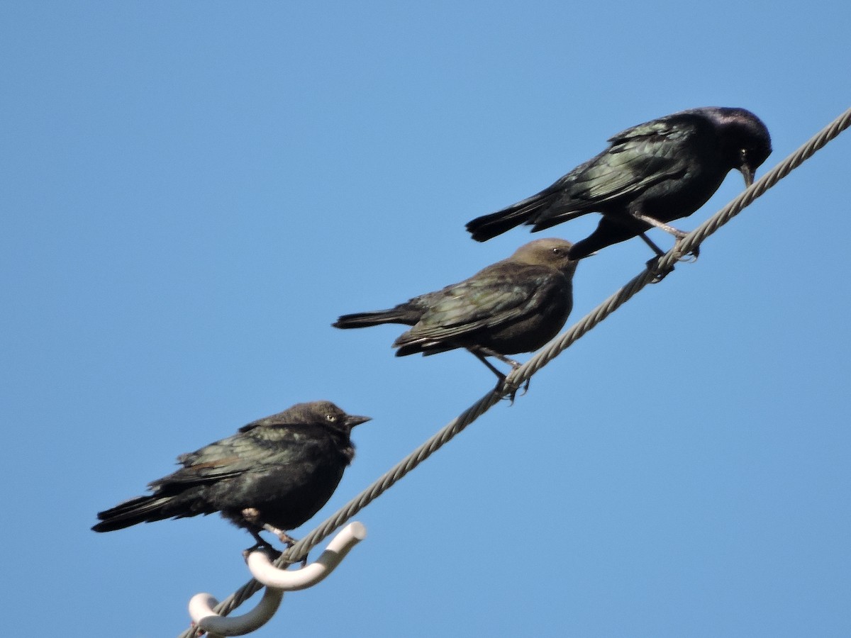 Brewer's Blackbird - ML642664292