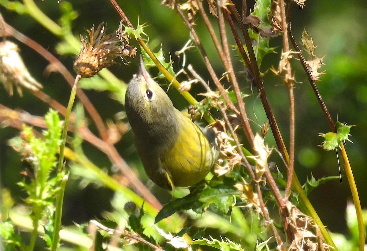 Orange-crowned Warbler - ML642664295