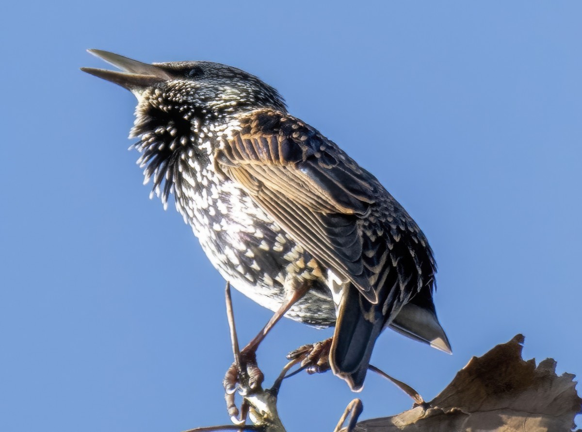歐洲椋鳥 - ML642664298