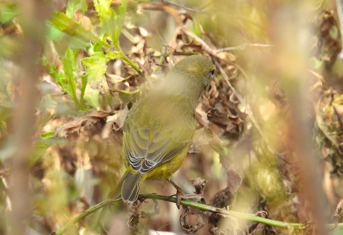 Orange-crowned Warbler - ML642664300