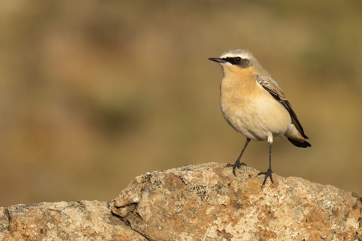 Northern Wheatear (Greenland) - ML642664310