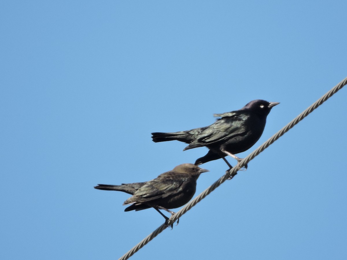 Brewer's Blackbird - ML642664316