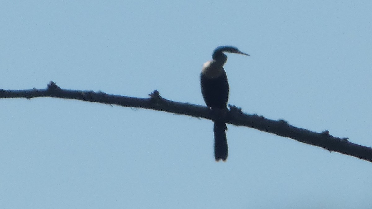 Amerika-Schlangenhalsvogel - ML642664331