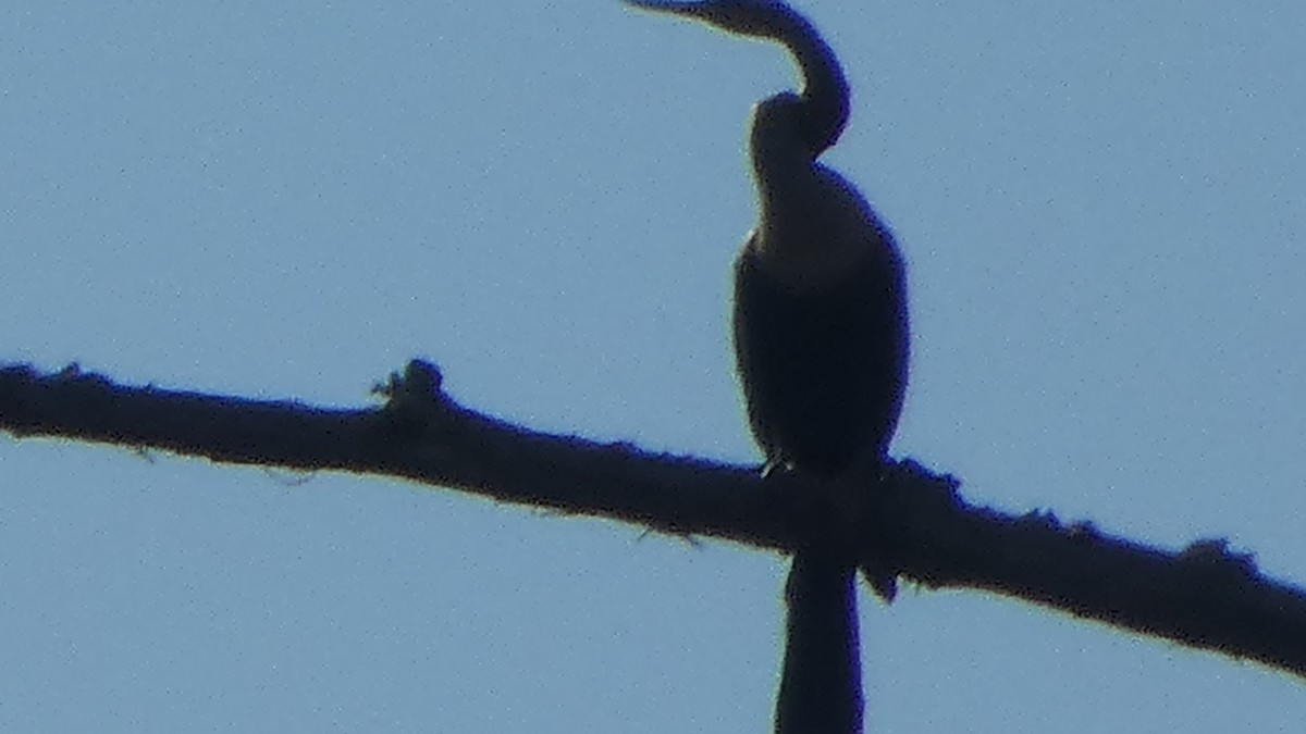 Amerika-Schlangenhalsvogel - ML642664332