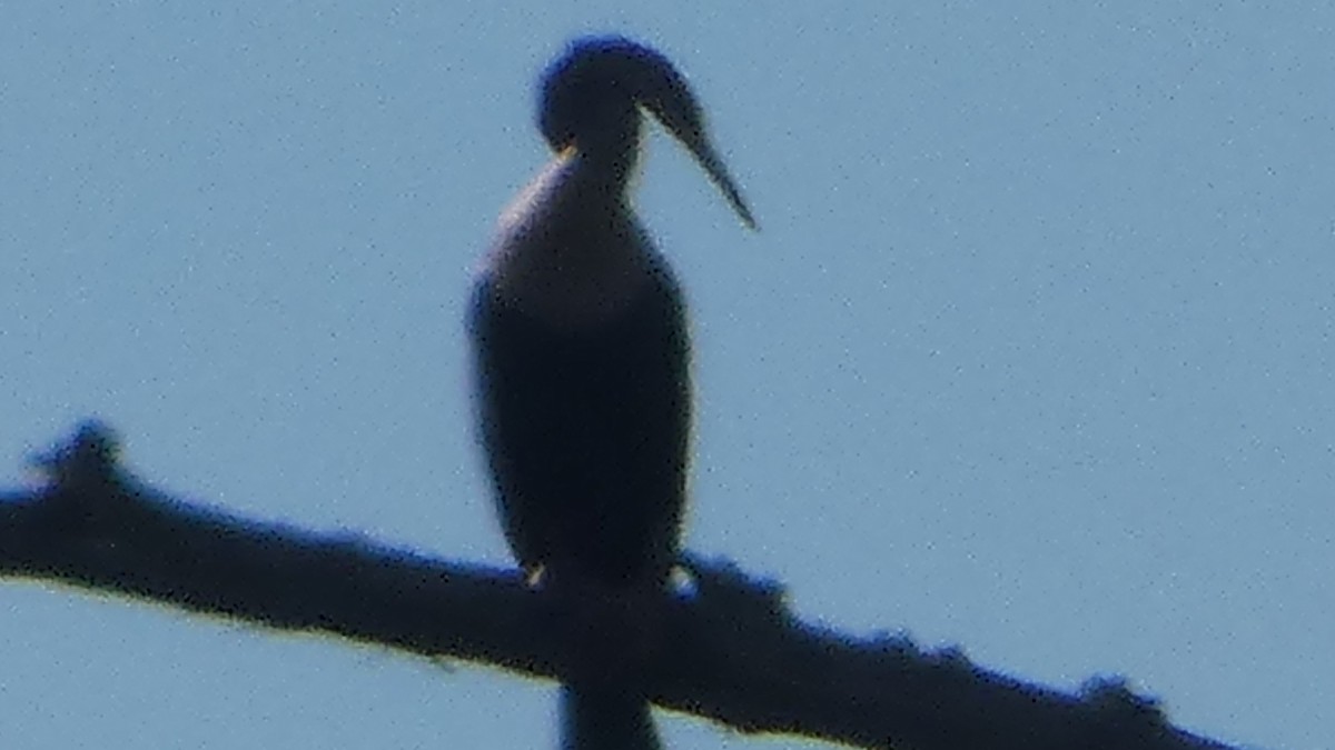 Amerika-Schlangenhalsvogel - ML642664333