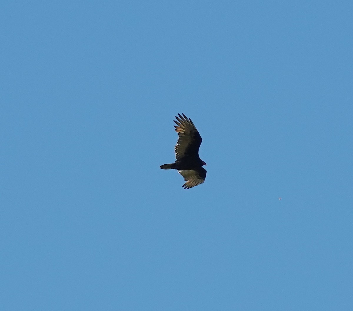 Turkey Vulture - ML642664334