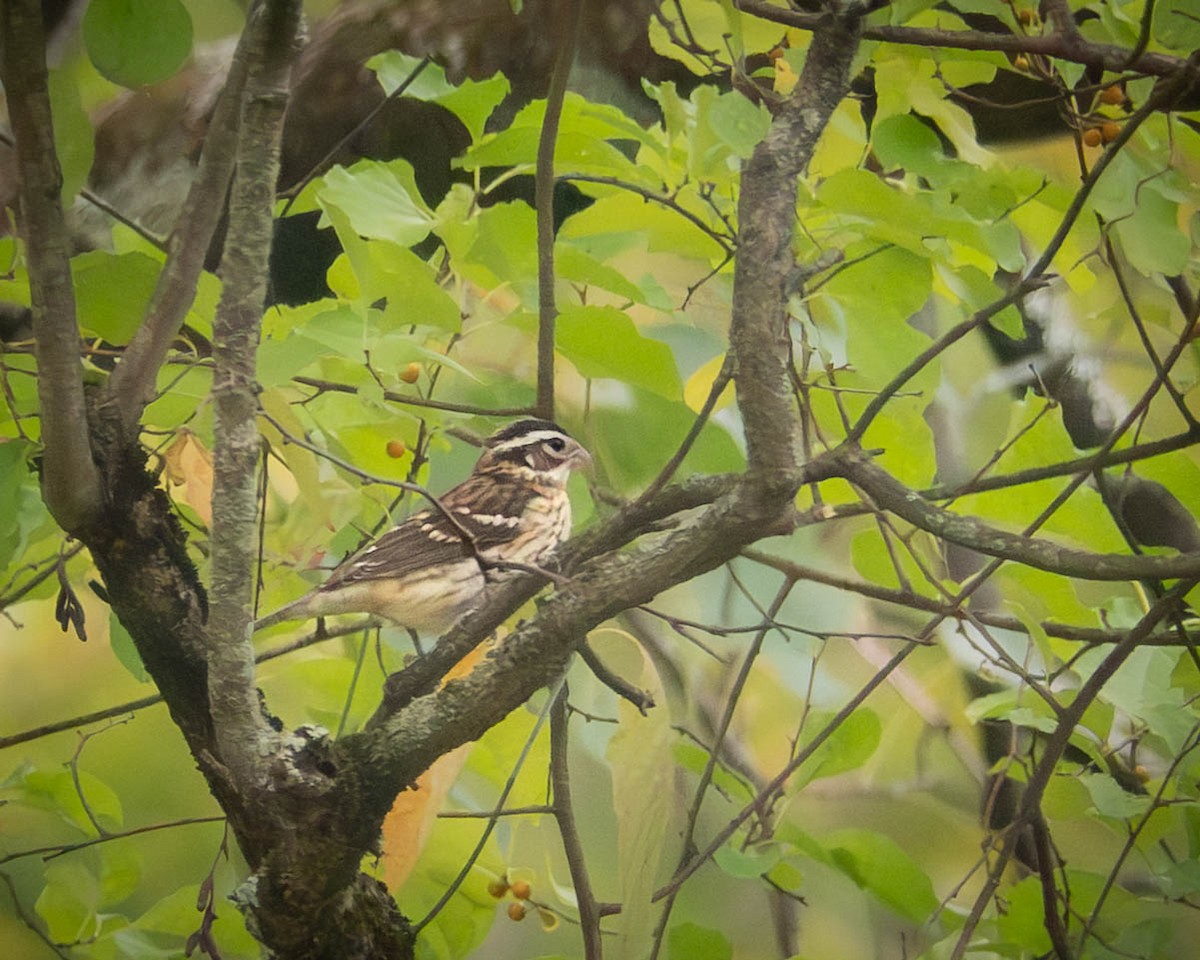 Rose-breasted Grosbeak - ML642664336