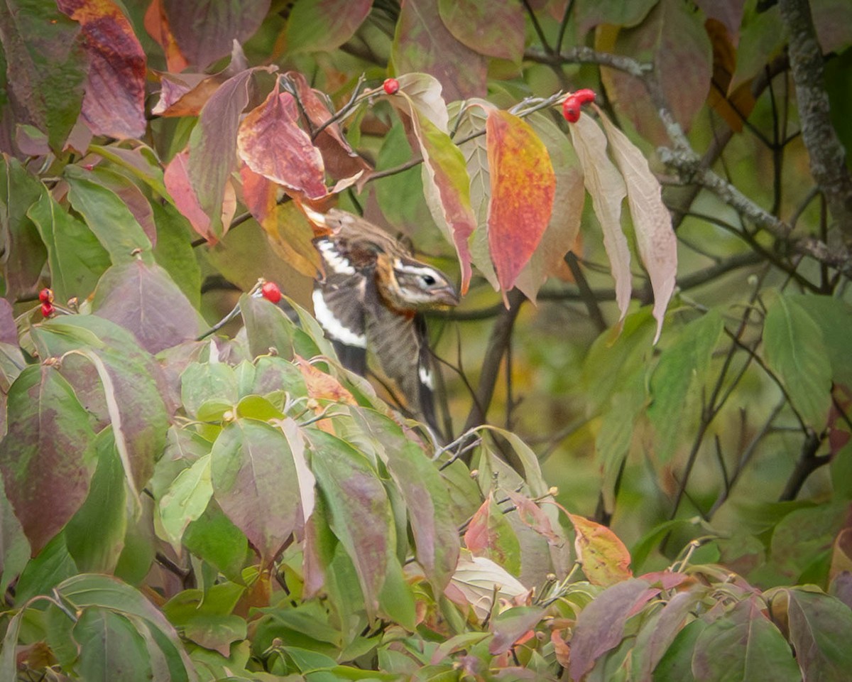 Rose-breasted Grosbeak - ML642664337