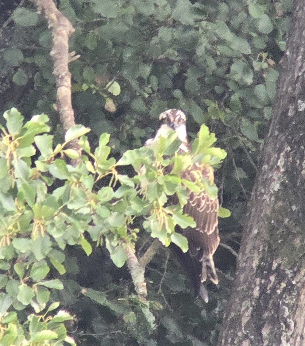 Osprey - ML642664356
