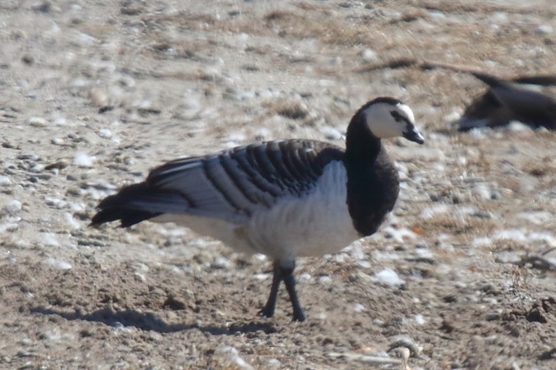 Barnacla Cariblanca - ML642664364