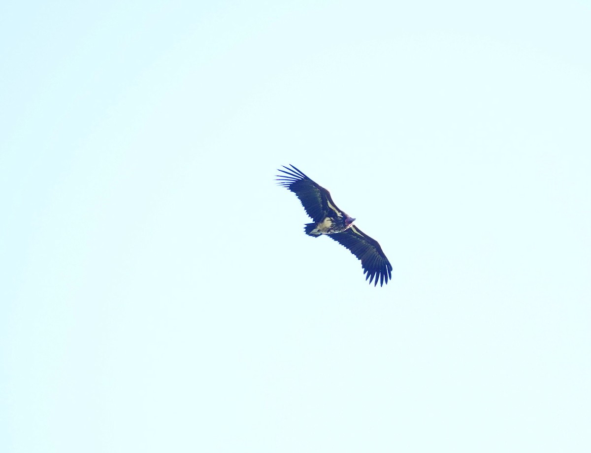 Lappet-faced Vulture - ML642664368