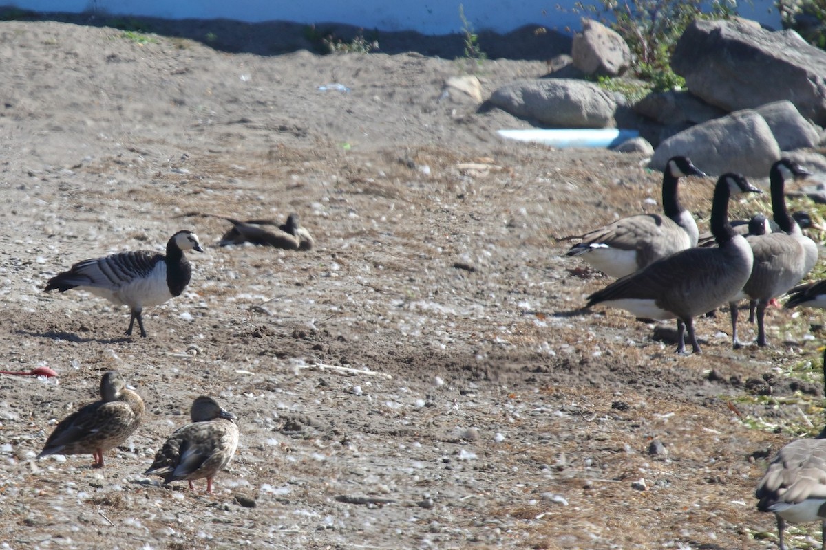 Barnacla Cariblanca - ML642664372