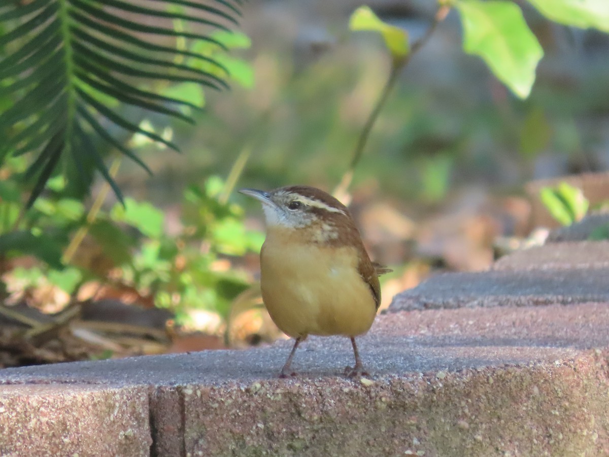 Carolina Wren - ML642664373