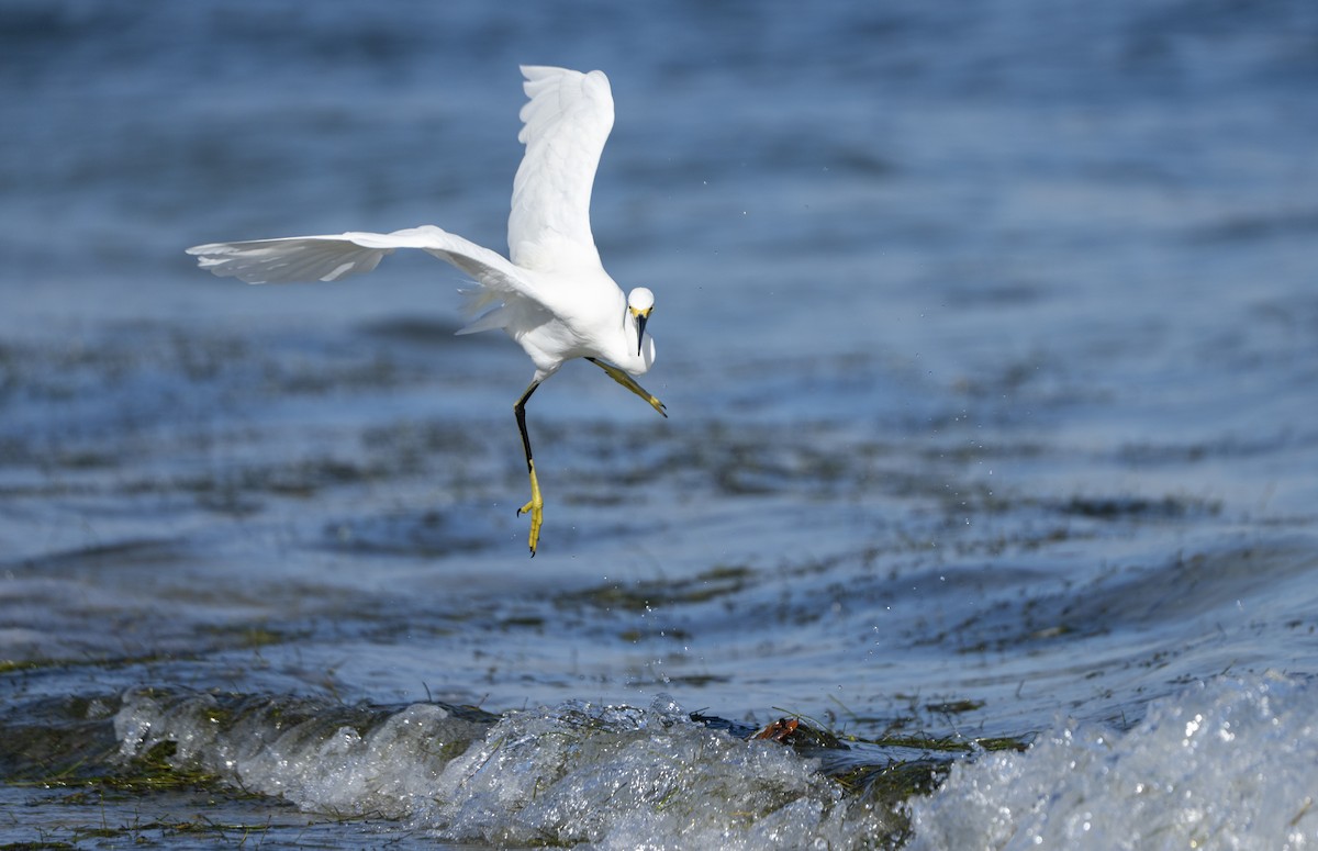 Snowy Egret - ML642664376