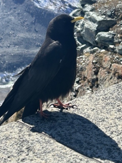 alpekaie - ML642664377