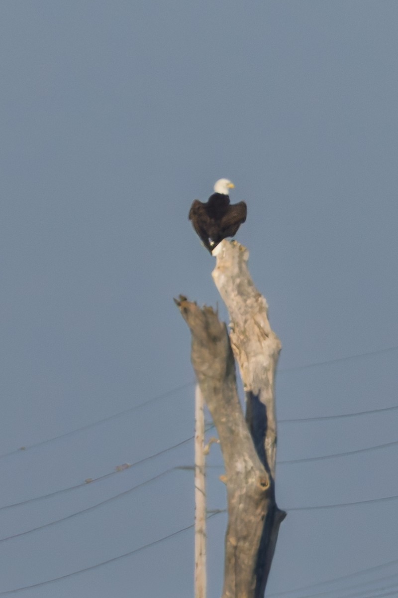 Bald Eagle - ML642664383