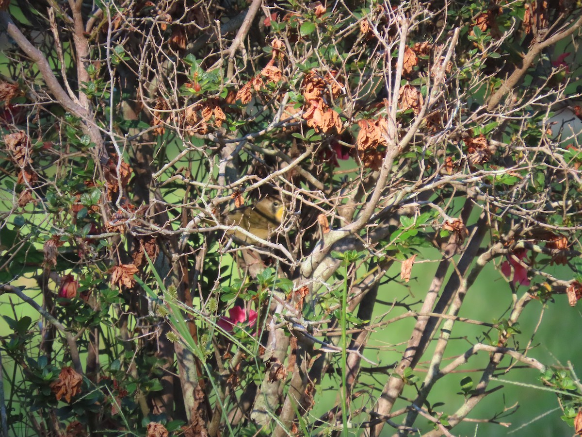 Common Yellowthroat - ML642664387