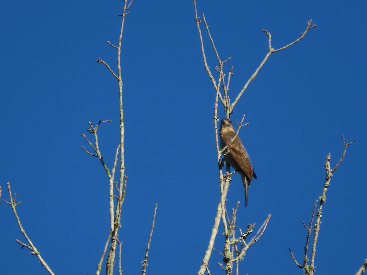 Blue Grosbeak - ML642664395