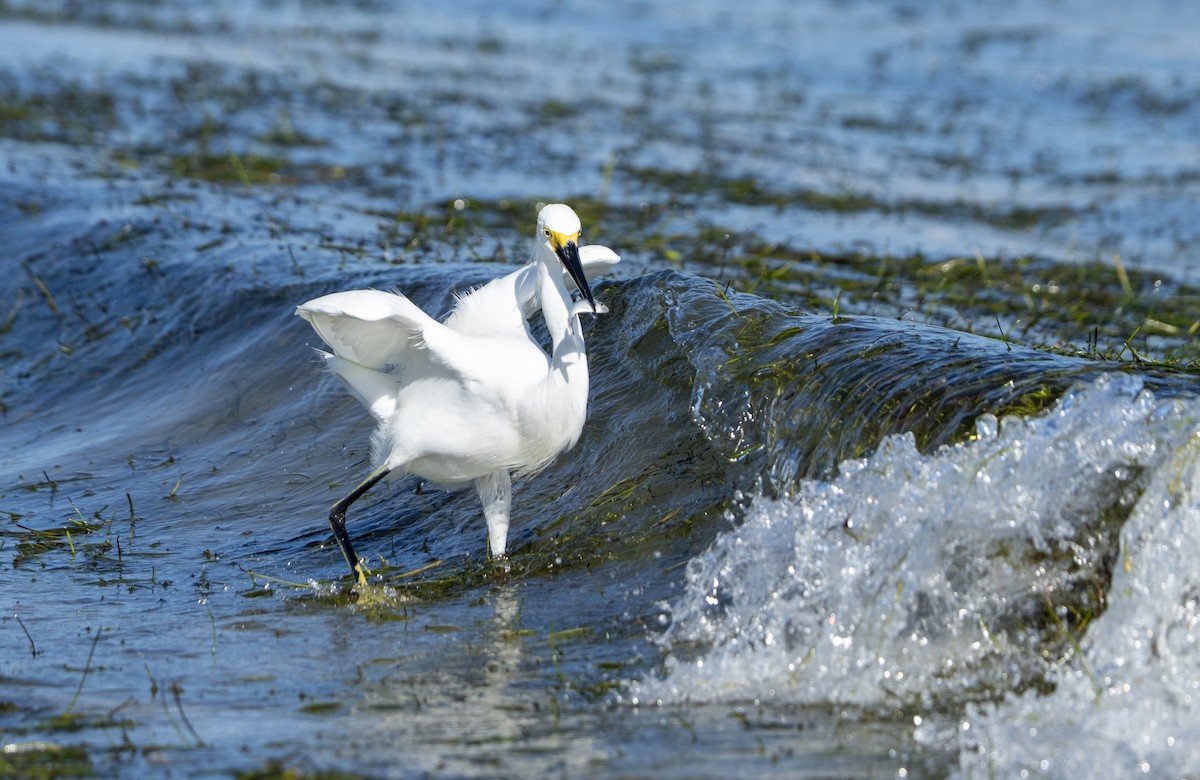 Snowy Egret - ML642664396