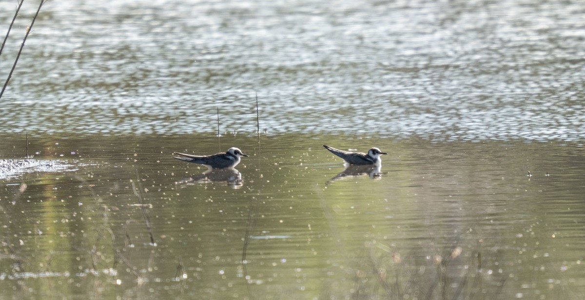 Black Tern - ML642664398